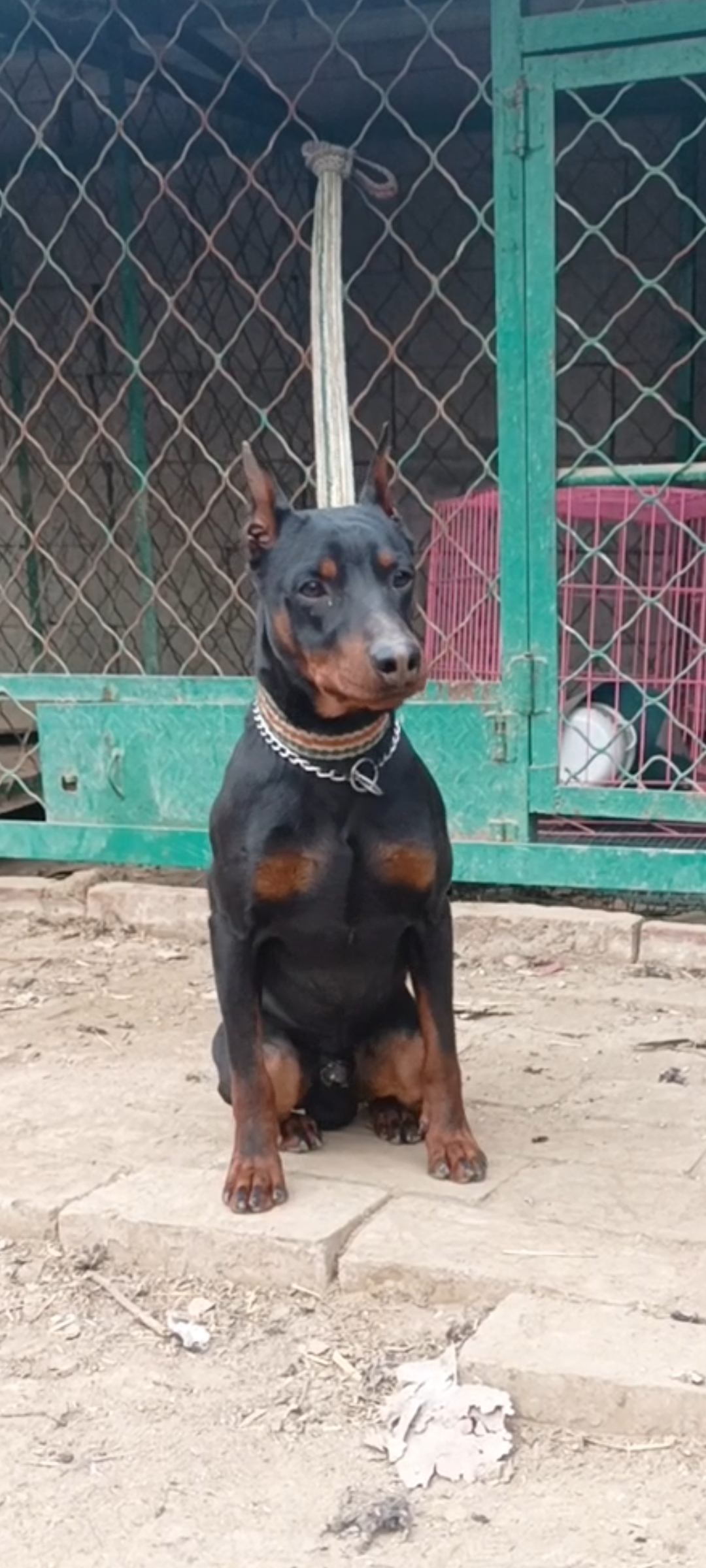 宾沙犬会科目